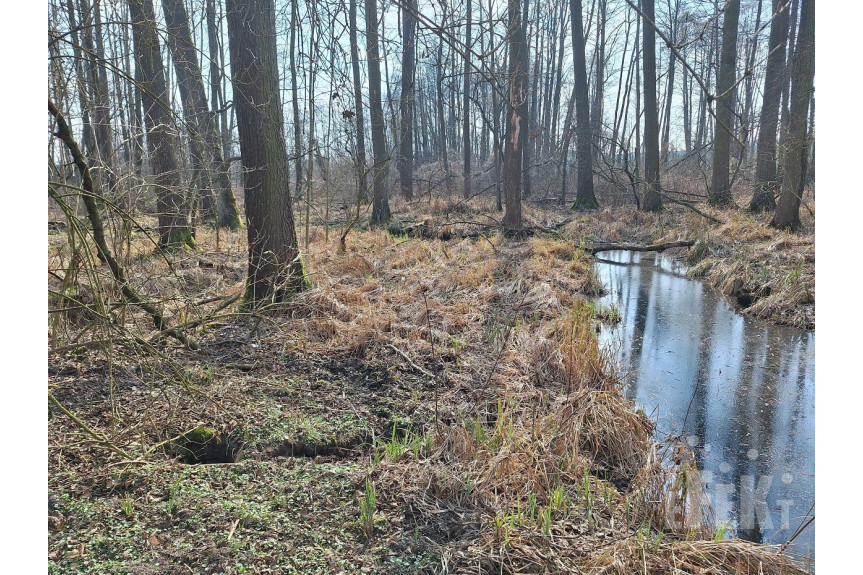 grodziski, Żabia Wola, Zaręby, Z linią brzegową rzeczki, bez bliskich sąsiadów