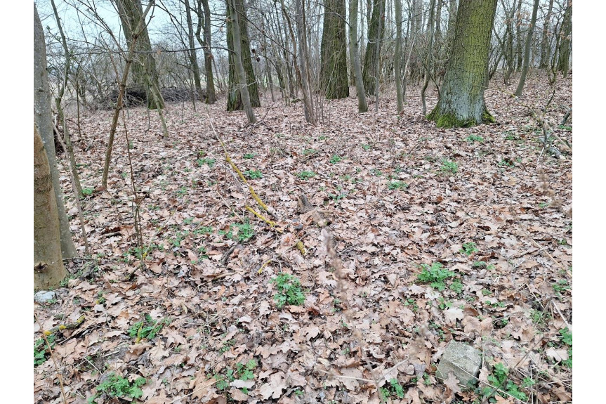 żyrardowski, Puszcza Mariańska, Sapy, Z kawałkiem lasu i małym oczkiem wodnym